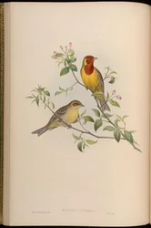 Emberiza luteola = Emberiza brunniceps